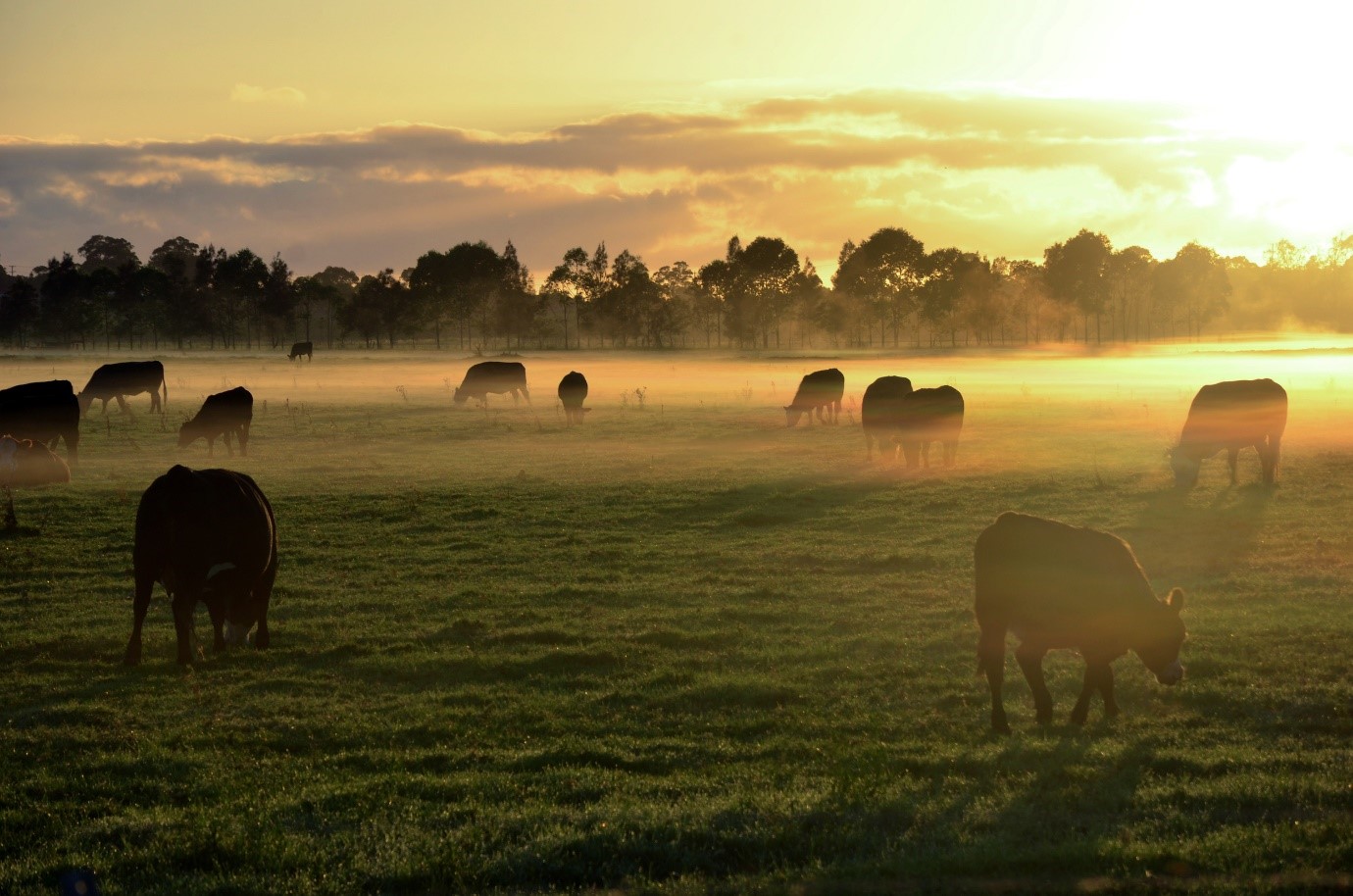 NSW DPI scientists have been heralded for their contribution to extensive livestock with inclusion in the 60th Anniversary special edition of Animal Production Science journal.