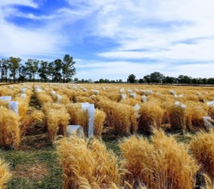 Mature wheat trail ready for harvest