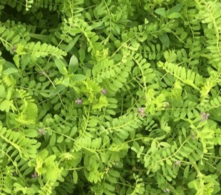 close up of Biserrula in flower