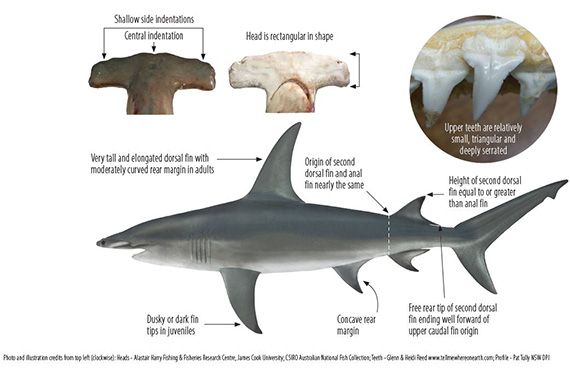 How to identify a Great Hammerhead Shark