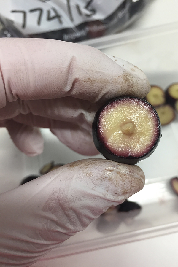 Through oil accumulation of the fruit, we sample each tree every two weeks and test oil %, fruit weight and maturity, once the fruit skin has changed colour we slice it open and check the progress of flesh changing colour to score the maturity.
