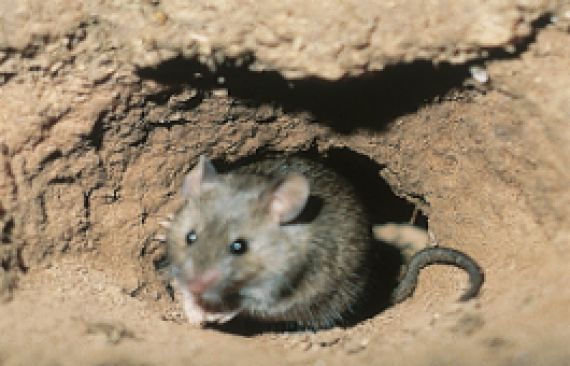 Mouse in a hole