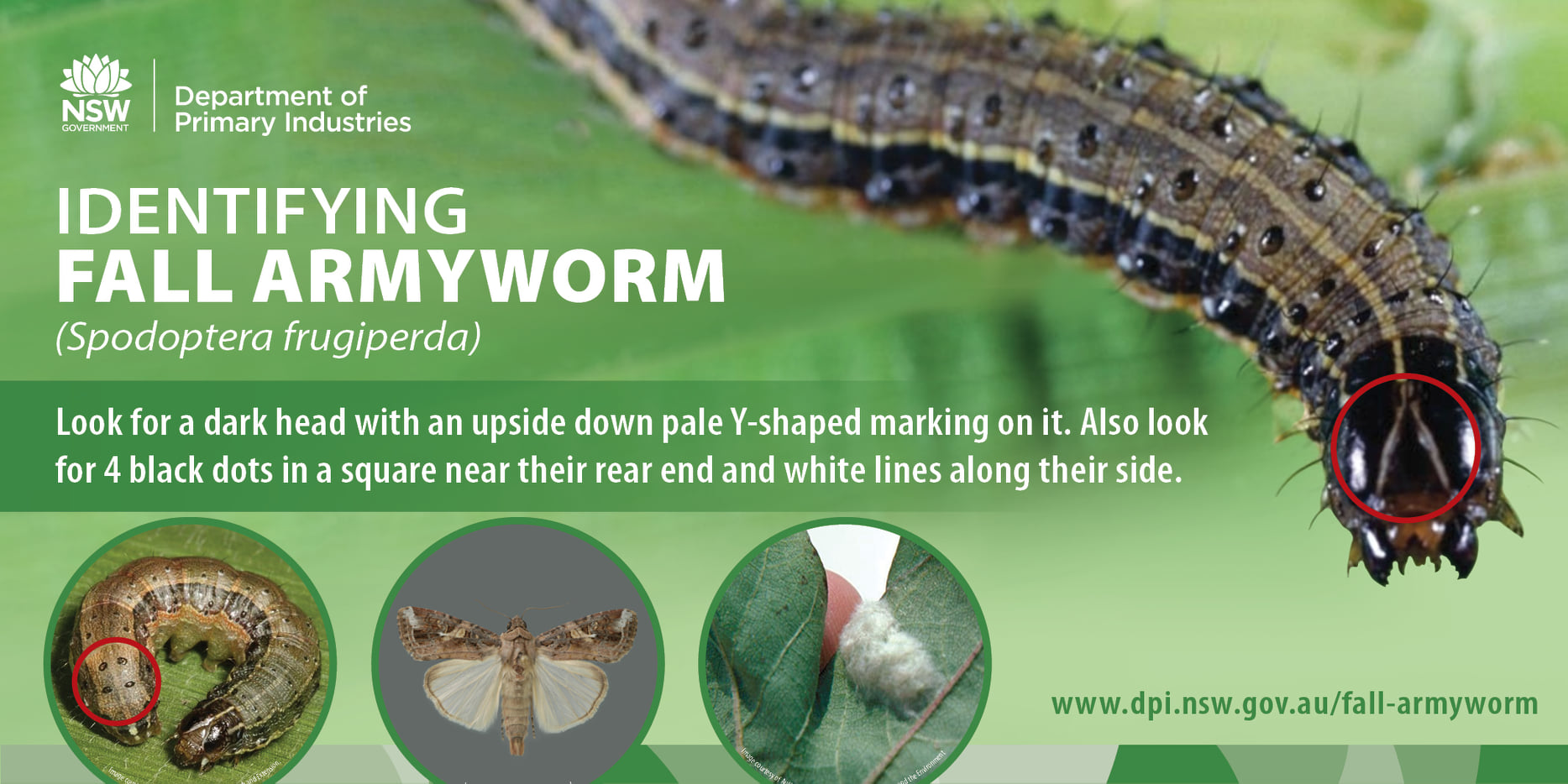 Identifying fall armyworm leaflet