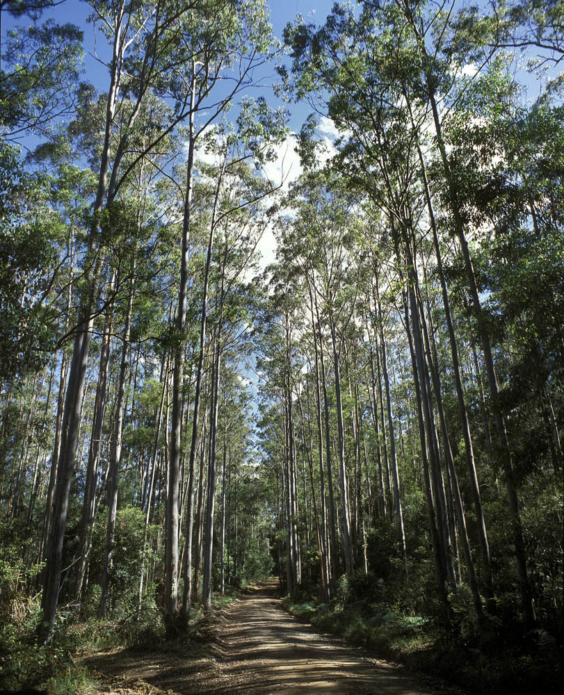 Eucalypt forest