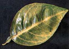 Nitrogen deficient leaf