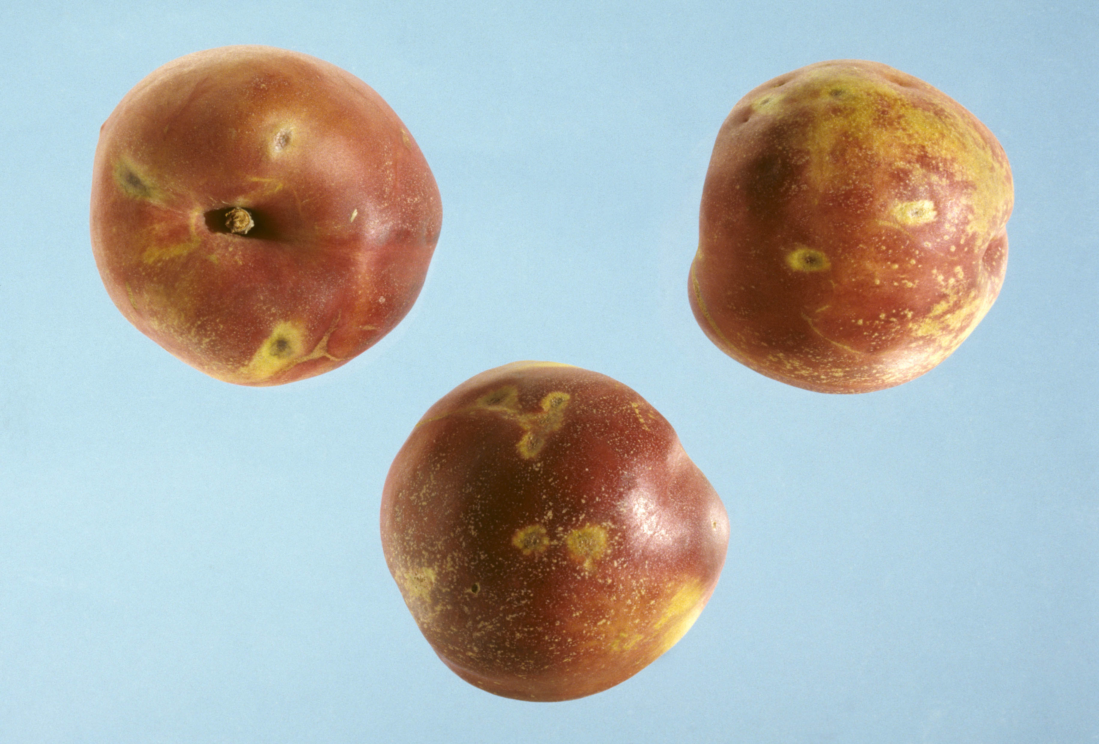 Figure 7. Rust on nectarine fruit.