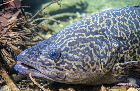 An Eastern Freshwater Cod (Photo: B. Vercoe)