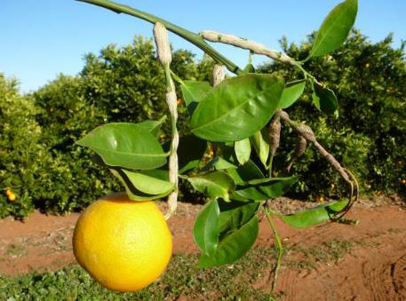 Figure 5. Citrus gall wasp galls can reduce shoot vigour and fruit size.