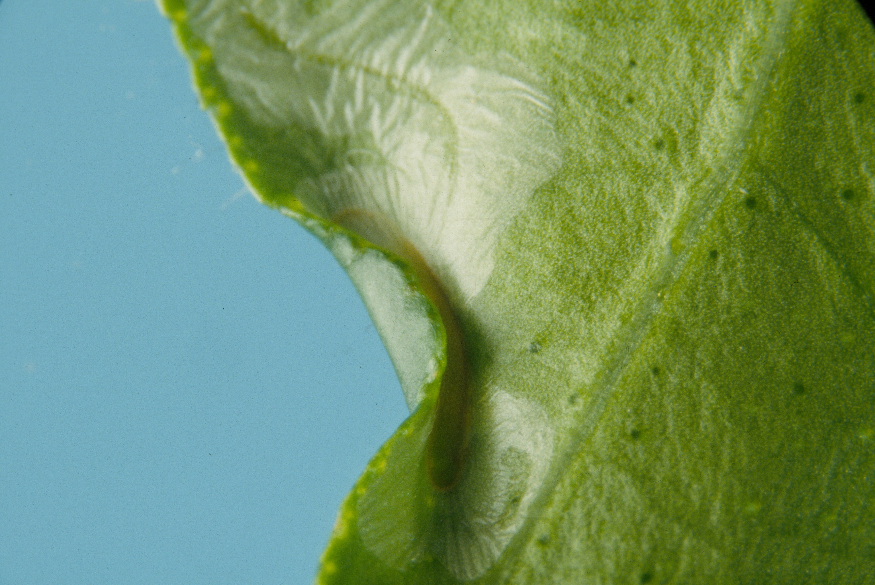 Figure 7. Citrus leaf miner (Phyllocnistis citrella) pupae in a rolled portion of leaf. Photo: JW Lotz, Florida Department of Agriculture and Consumer Services, Bugwood.org.