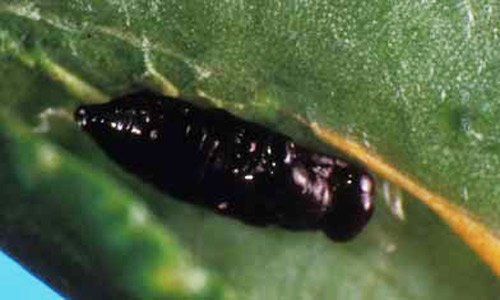 Figure 16. Cirrospilus ingenuus pupa. Photo: Jeff Lotz, FDACS-DPI.