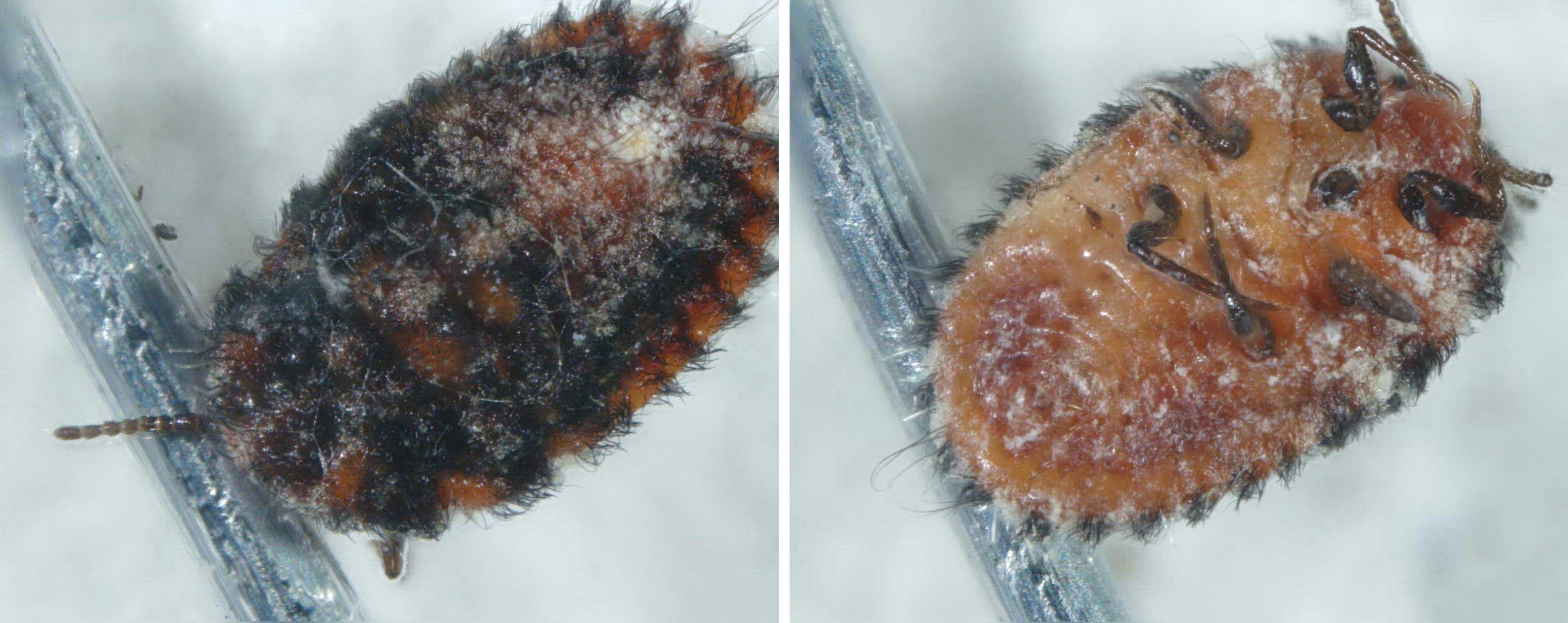 Figure 2. Cottony cushion scale (Icerya purchasi) nymphs. Photos: Charles Olsen, USDA APHIS PPQ, USDA APHIS PPQ, Bugwood.org.