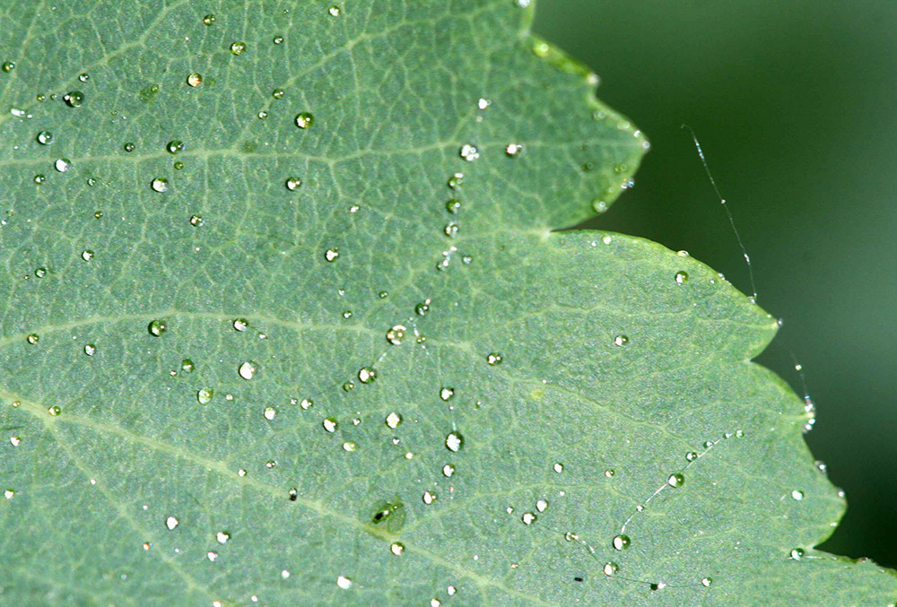 Figure 6. Honeydew excreted by Aphis spiraecola colony. Photo: Whitney Cranshaw, Colorado State University, Bugwood.org.