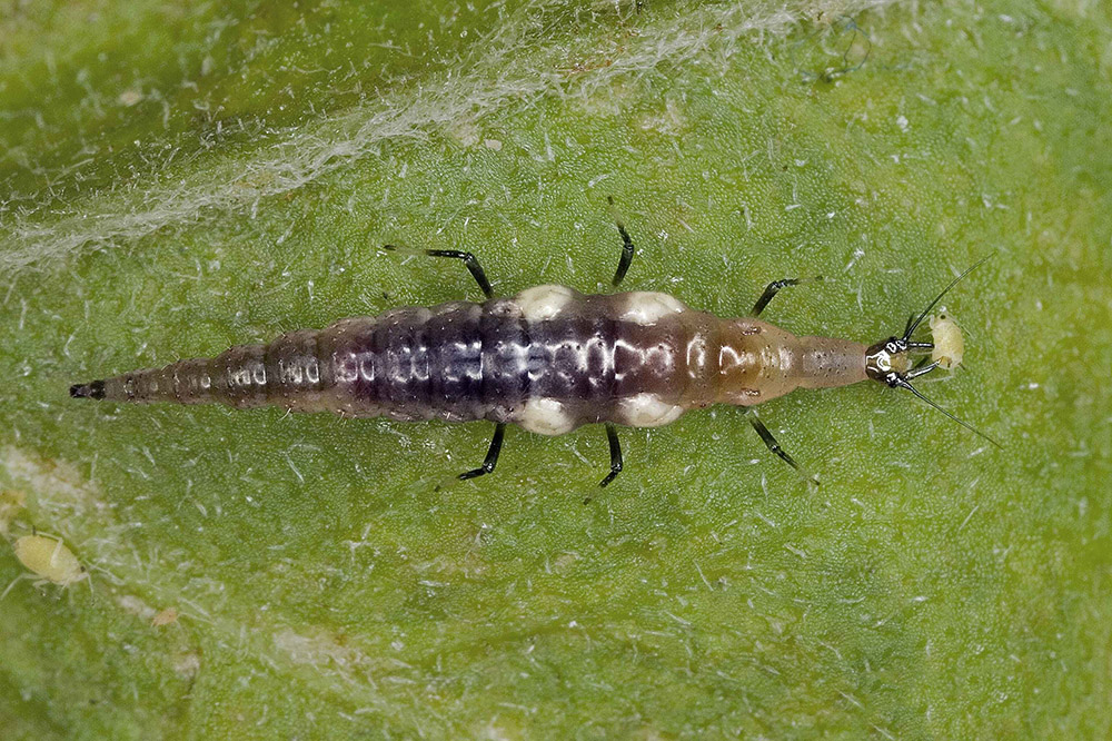 Figure 15. Brown lacewings (Micromus sp.) larva. Photo: David Cappaert, Bugwood.org.