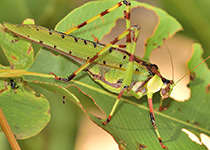 Figure 2. A spotted katydid. Photo: Brisbane Insects.