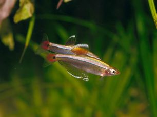 White cloud mountain minnow - two small fish in a tank