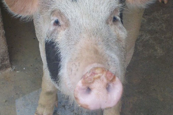 A pig facing the4 camera is showing blistering on the snout caused by FMD