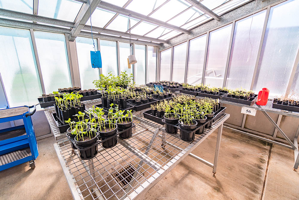 Pulse seedlings in a greenhouse