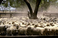 Sheep in yards at Trangie. Photo: John Gasparotto