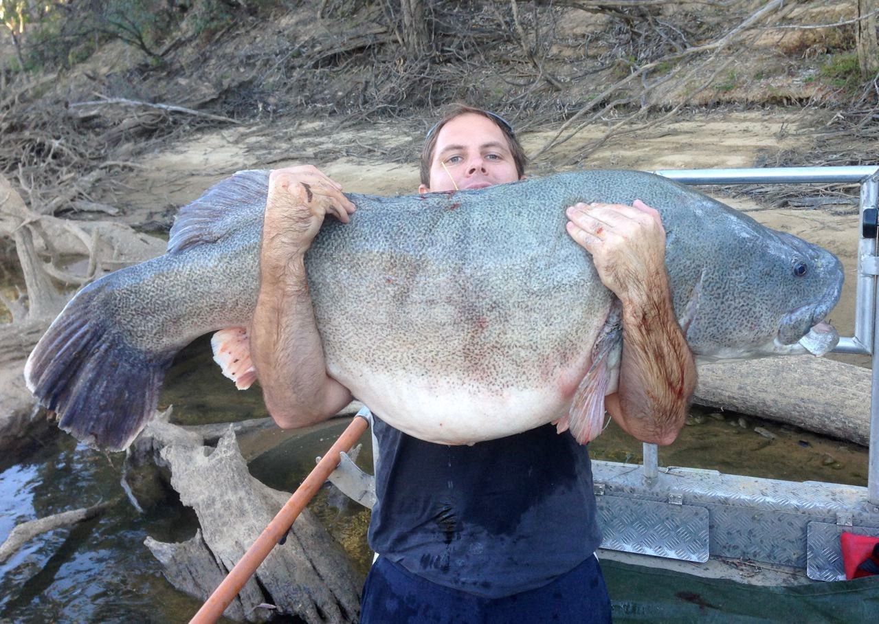 A large cod is being held to show comparable size
