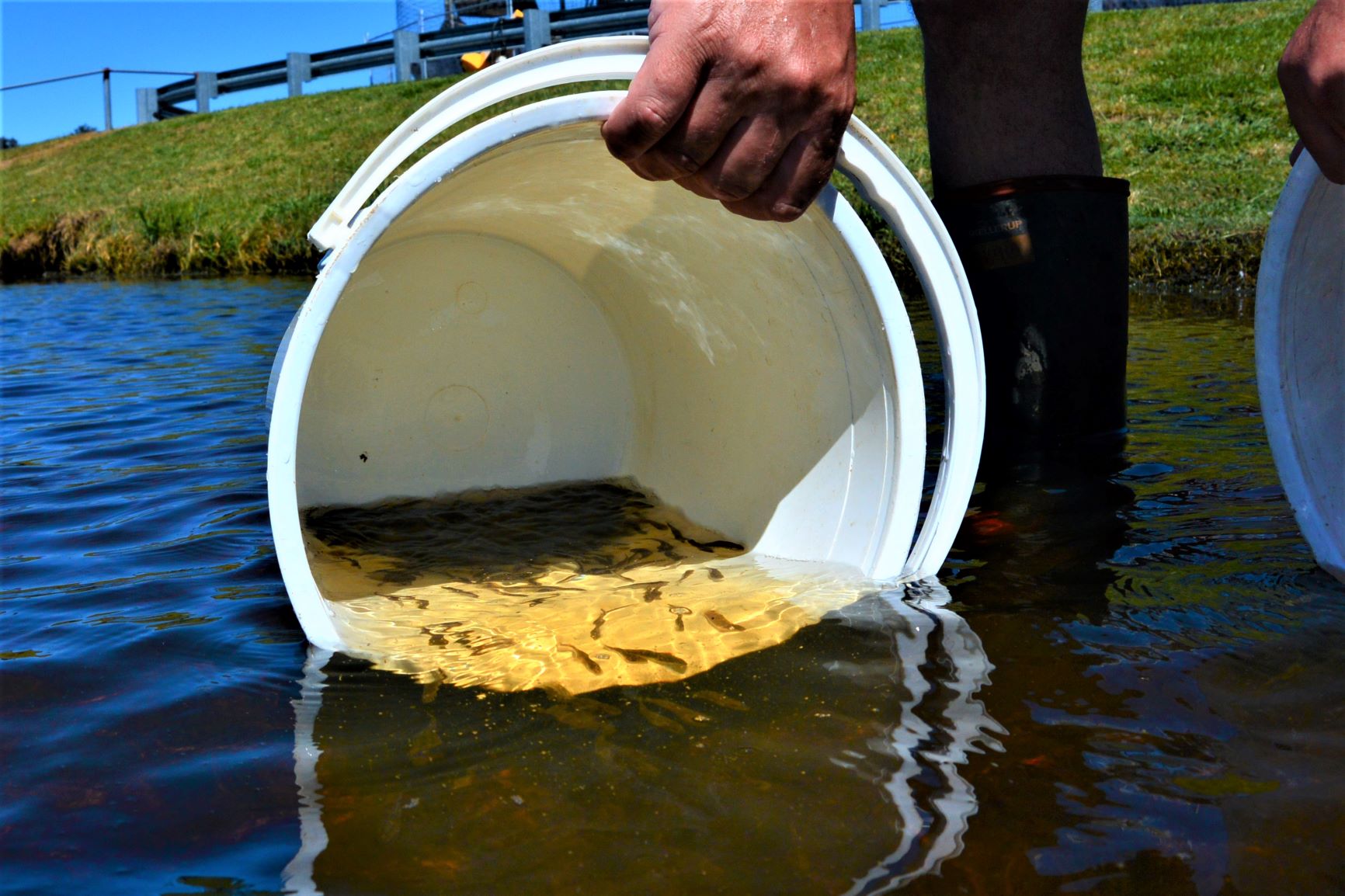 Fish being released by bucket