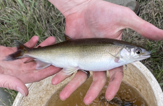 An adult Australian Grayling is held above a bucket in the palm of a researcher's hand before collection of its eggs or sperm for captive breeding.