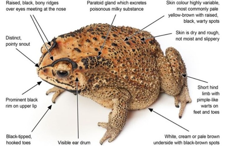 Description of cane toad features