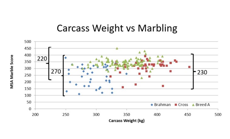 Brahman Carcass Weight vs Marbling