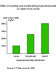 A graph showing effect of banding and broadcasting superphosphate on yield of subclover
