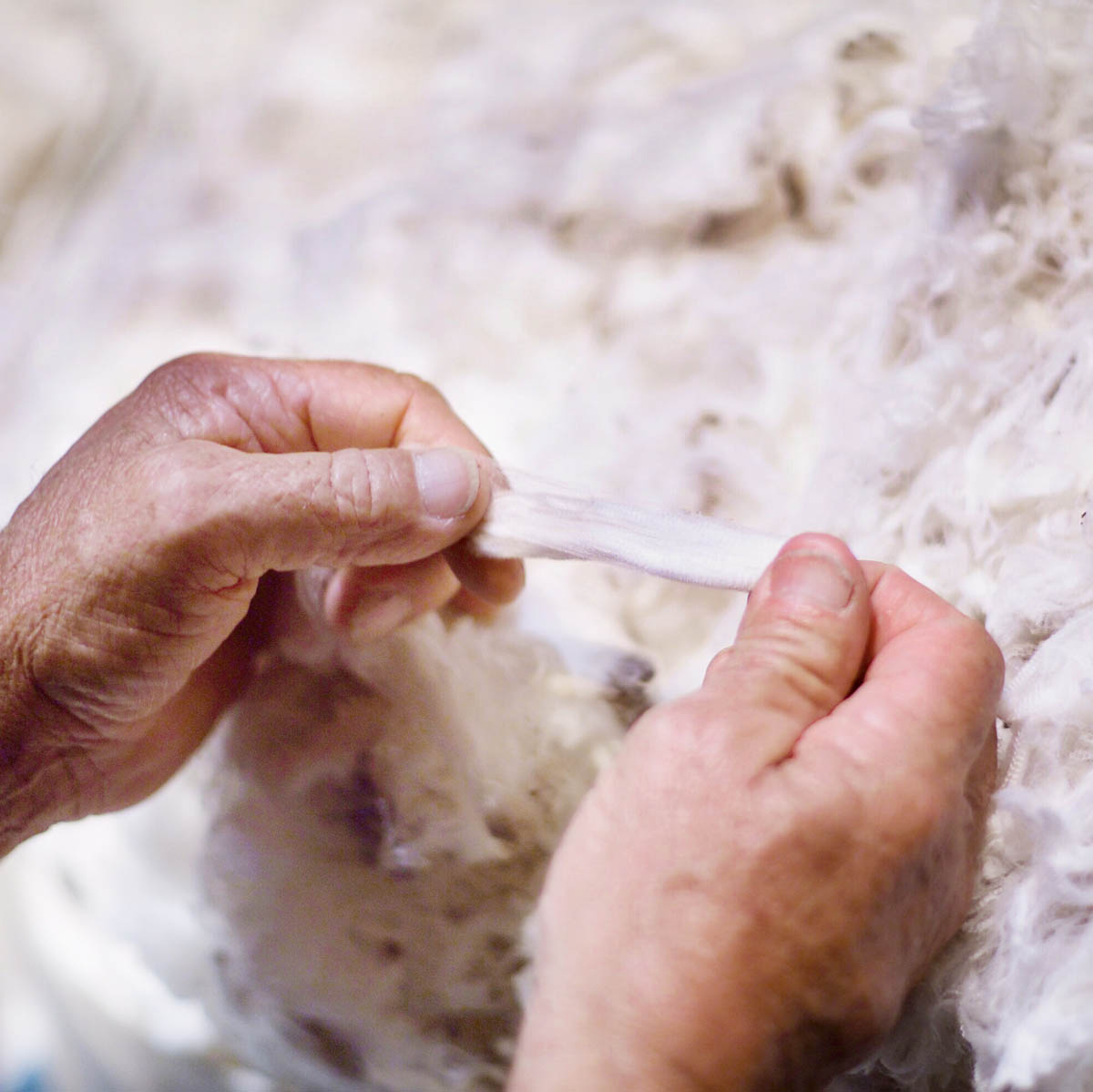 Wool