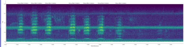 Glossy Black Cockatoo spectrogram image