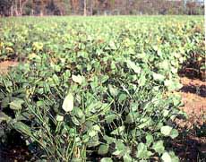 Caloona and Poona cowpeas can be closed up for a grain crop after light grazing in favourable seasons