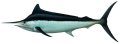 Marlin (black)