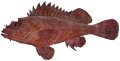 Red rock cod (Scorpionfish)