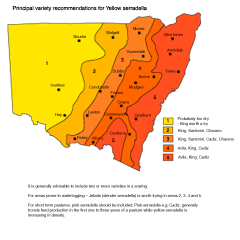 Seradella variety recommendations for NSW 