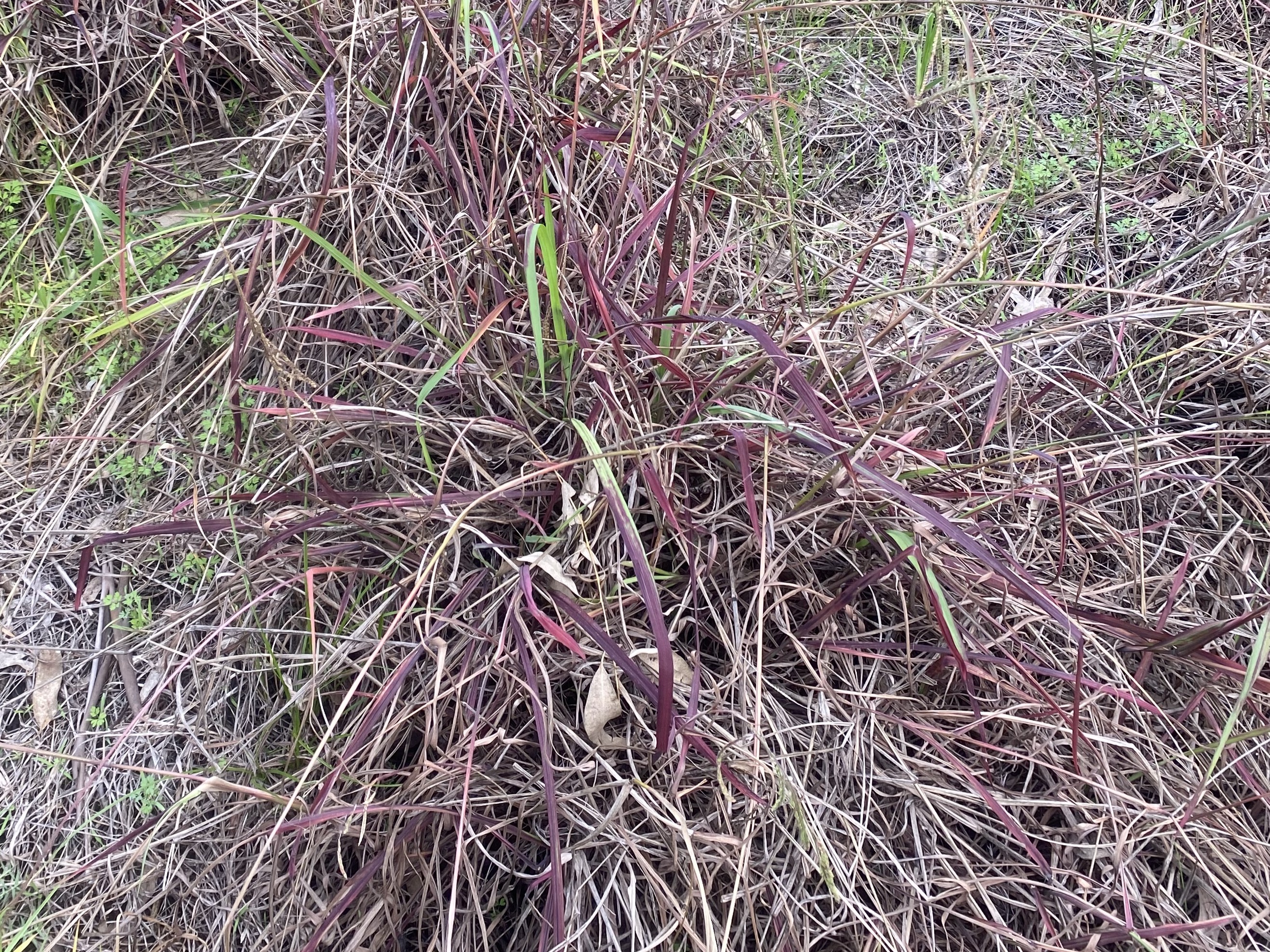 Paspalum with purple leaves
