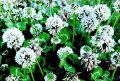 White clover