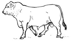 Bull with free-moving gait
