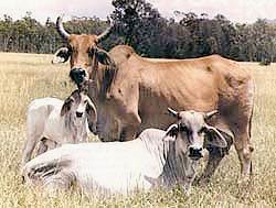 Brahman cows