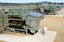 Cattle at feeders