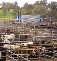 Cattle at saleyard