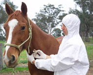 Testing a horse for equine influenza