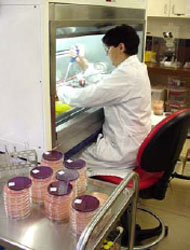 Preparation of rhizobial cultures