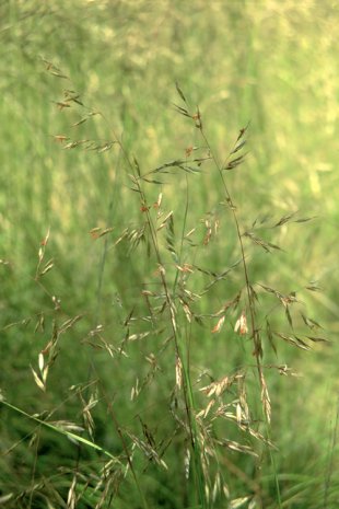 Silvertop Wallaby Grass