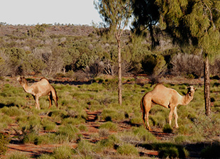 Feral camels 