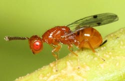 Citrus gall wasp parasite