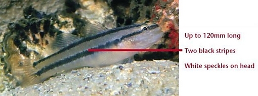 A Japanese goby showing features