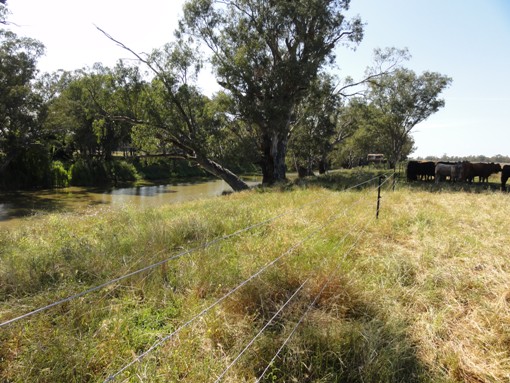 Fencing protecting the riparian area of the Namoi River