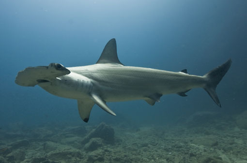 Scalloped Hammerhead Shark. Photo credit: Frederic Buyle