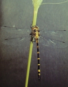 Sydney Hawk Dragonfly. Photo: L.Mueller