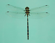 adams emerald dragonfly